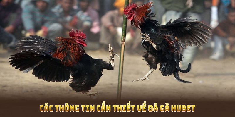 Các thông tin cần thiết về đá gà HUBET mà bạn nên biết