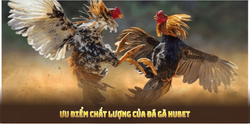 Khám phá các ưu điểm chất lượng của đá gà HUBET giúp nâng cao trải nghiệm