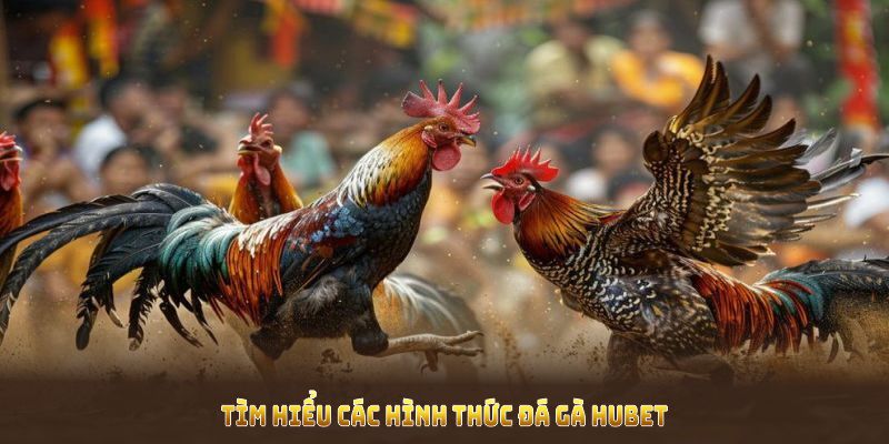Tìm hiểu các hình thức đá gà HUBET nổi bật nhất